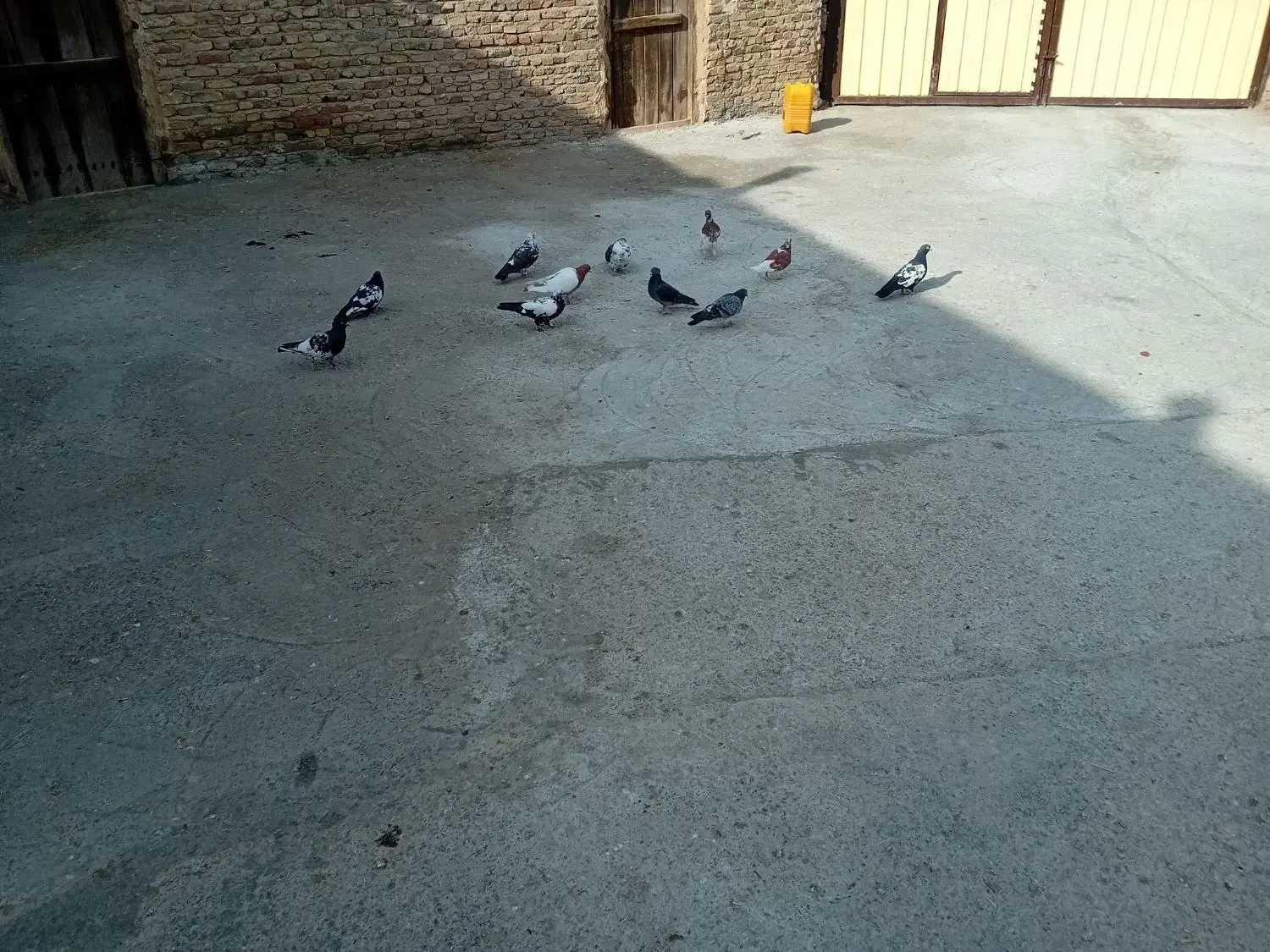 کبوتر پرشی اویناخ|پرنده|خسروشاه, |دیوار