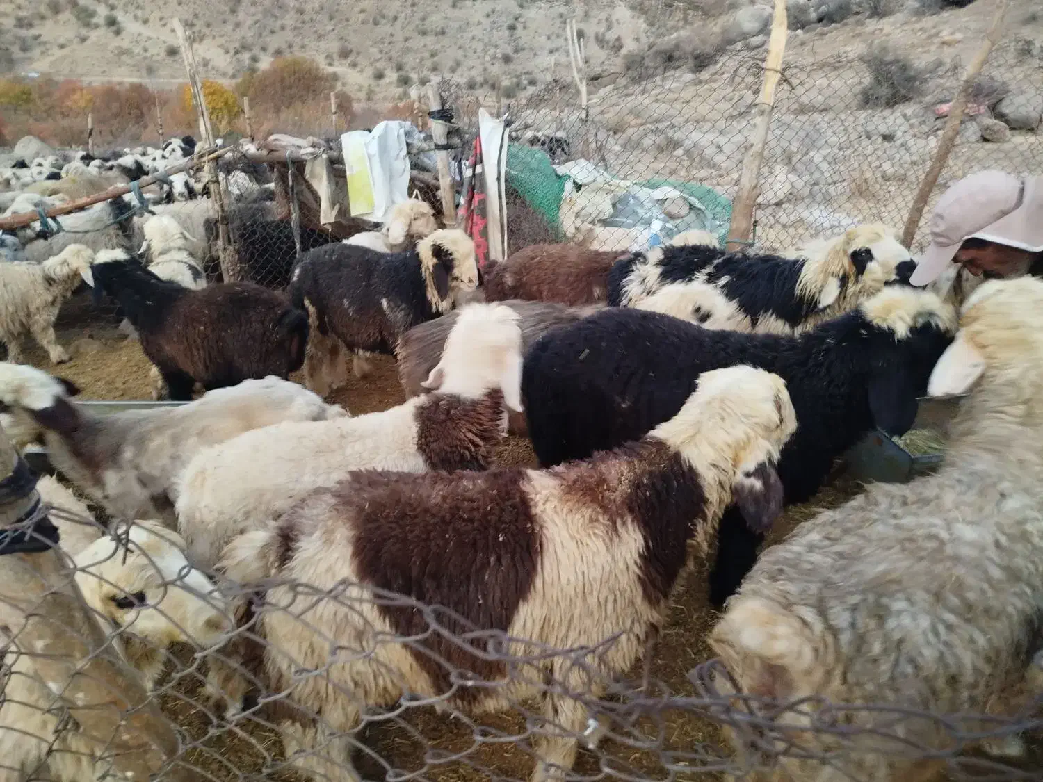 بره نر درجه یک|حیوانات مزرعه|سمیرم, |دیوار