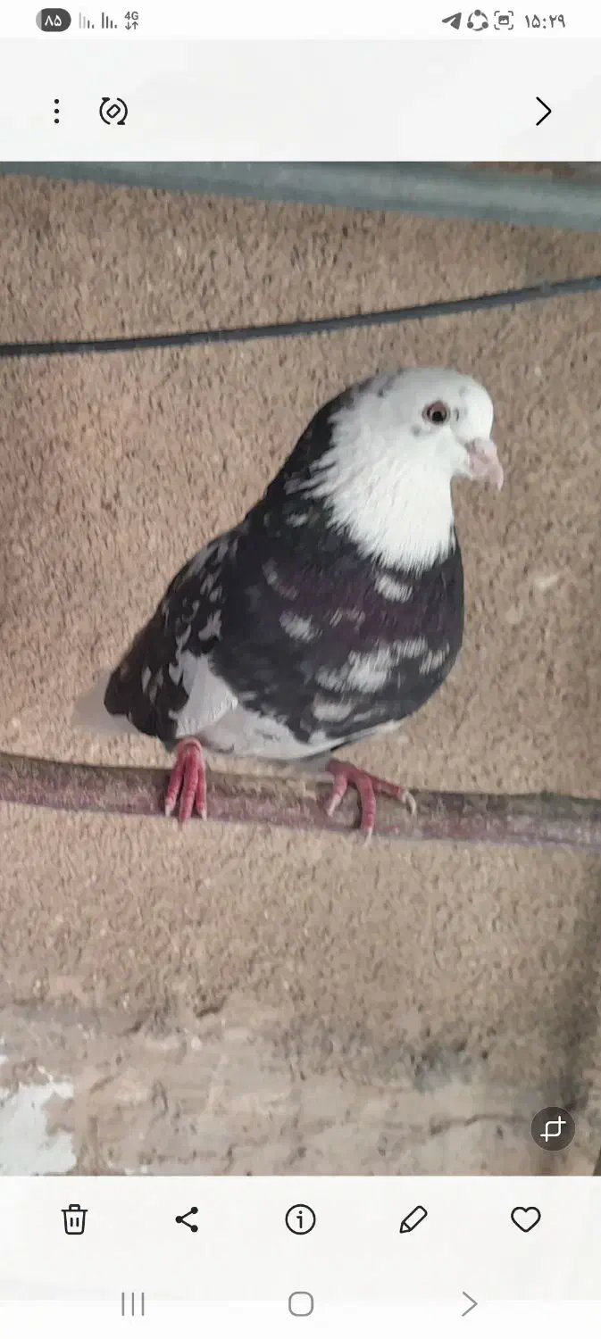 کبوترهماسرور|پرنده|کهریزک, |دیوار