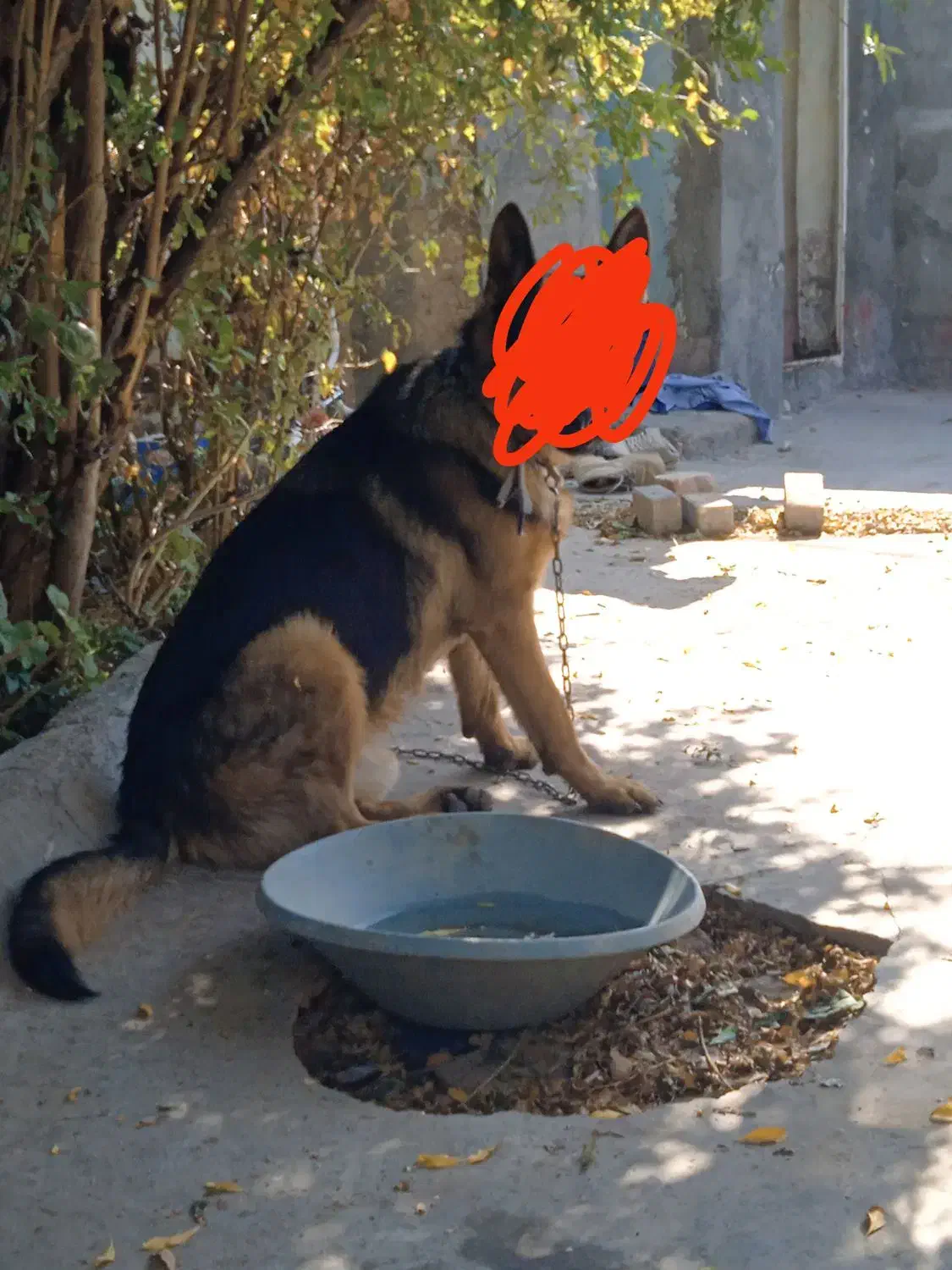 سگ پیدا شده برای هر کسی هست شیرینی میگیرم|سگ|مرودشت, پشت سایپا|دیوار