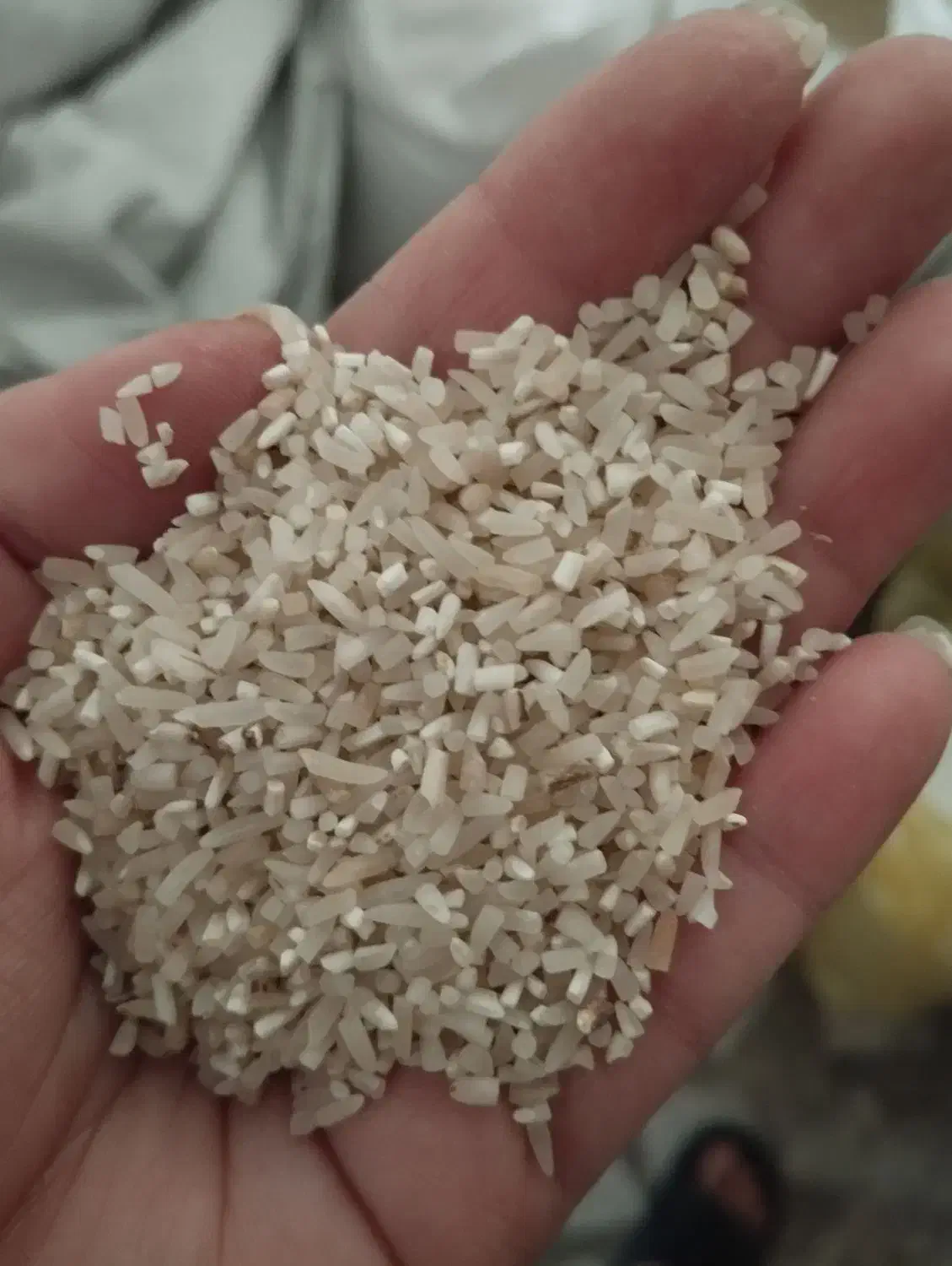 نیم دانه|خوردنی و آشامیدنی|رشت, حمیدیان|دیوار