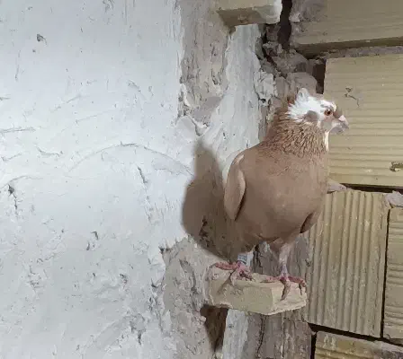 زرد ماده|پرنده|فردوس (خراسان), |دیوار