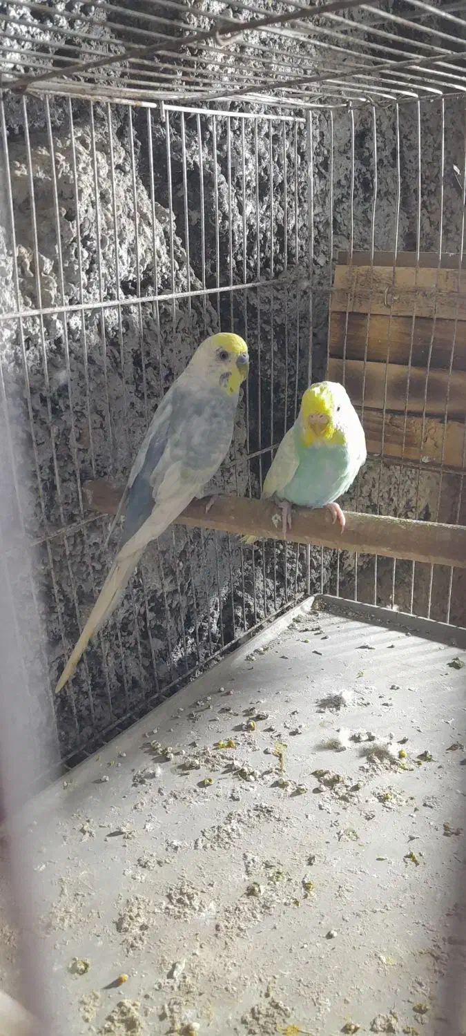 مرغ عشق|پرنده|میناب, |دیوار