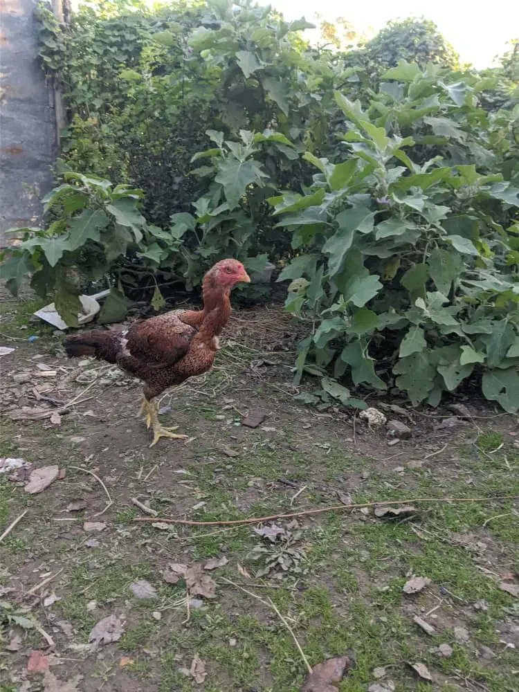 مرغ لاری افغان اصیل|حیوانات مزرعه|رشت, فرزانه|دیوار