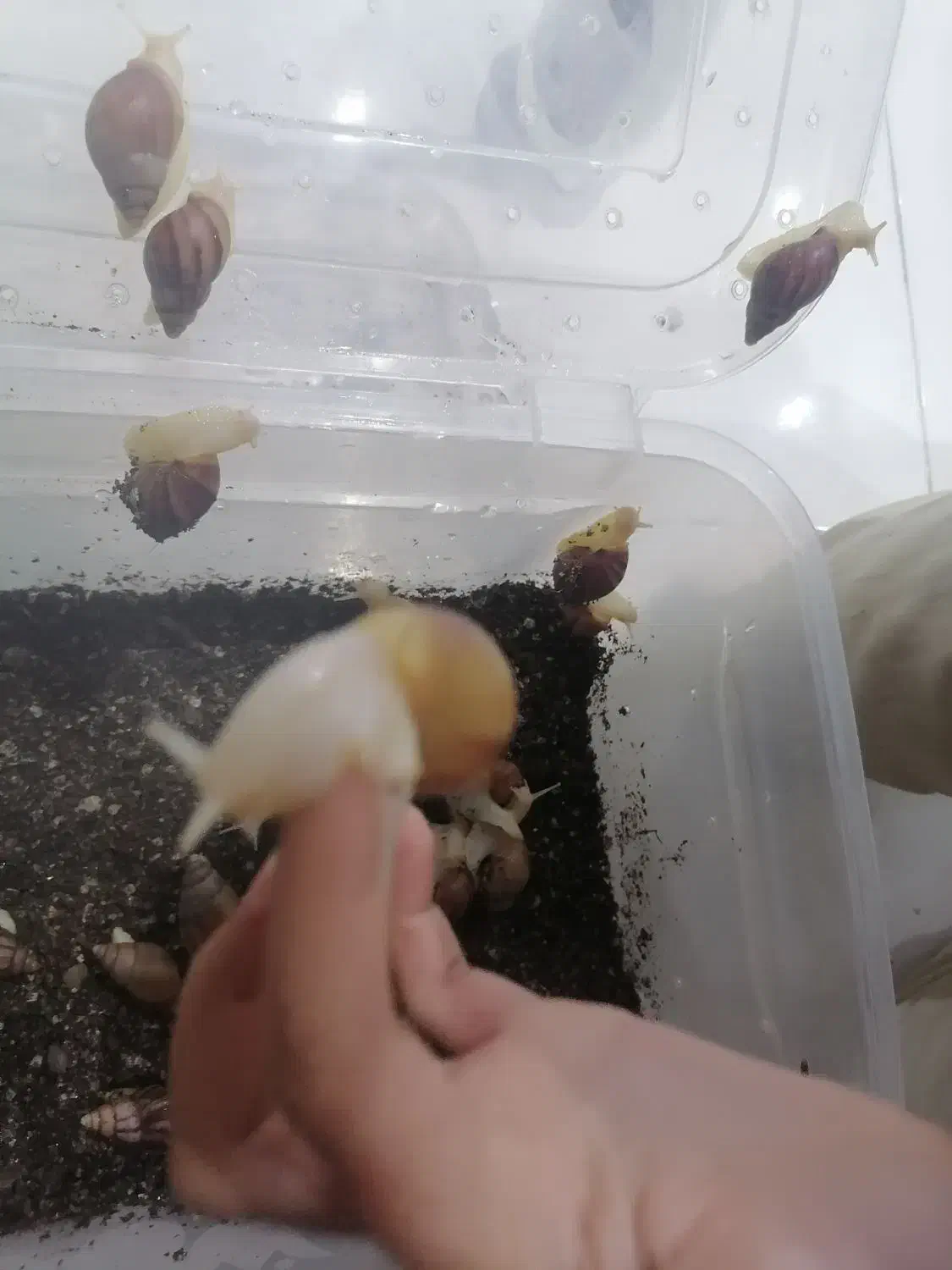 حلزون آلبینو|خزنده|نجف‌آباد, امام خمینی|دیوار