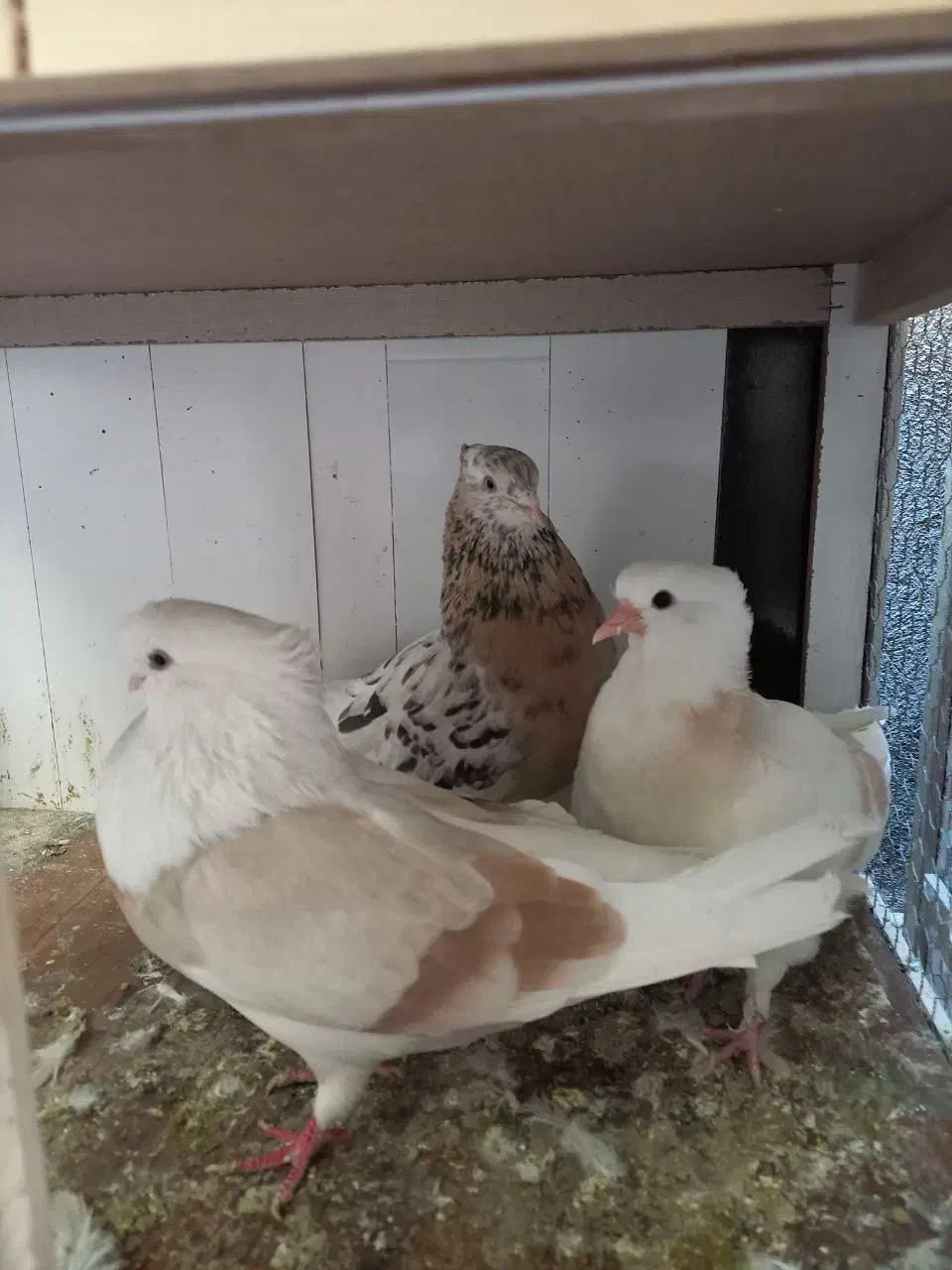 کفتر با اصالت|پرنده|مشکیندشت, |دیوار