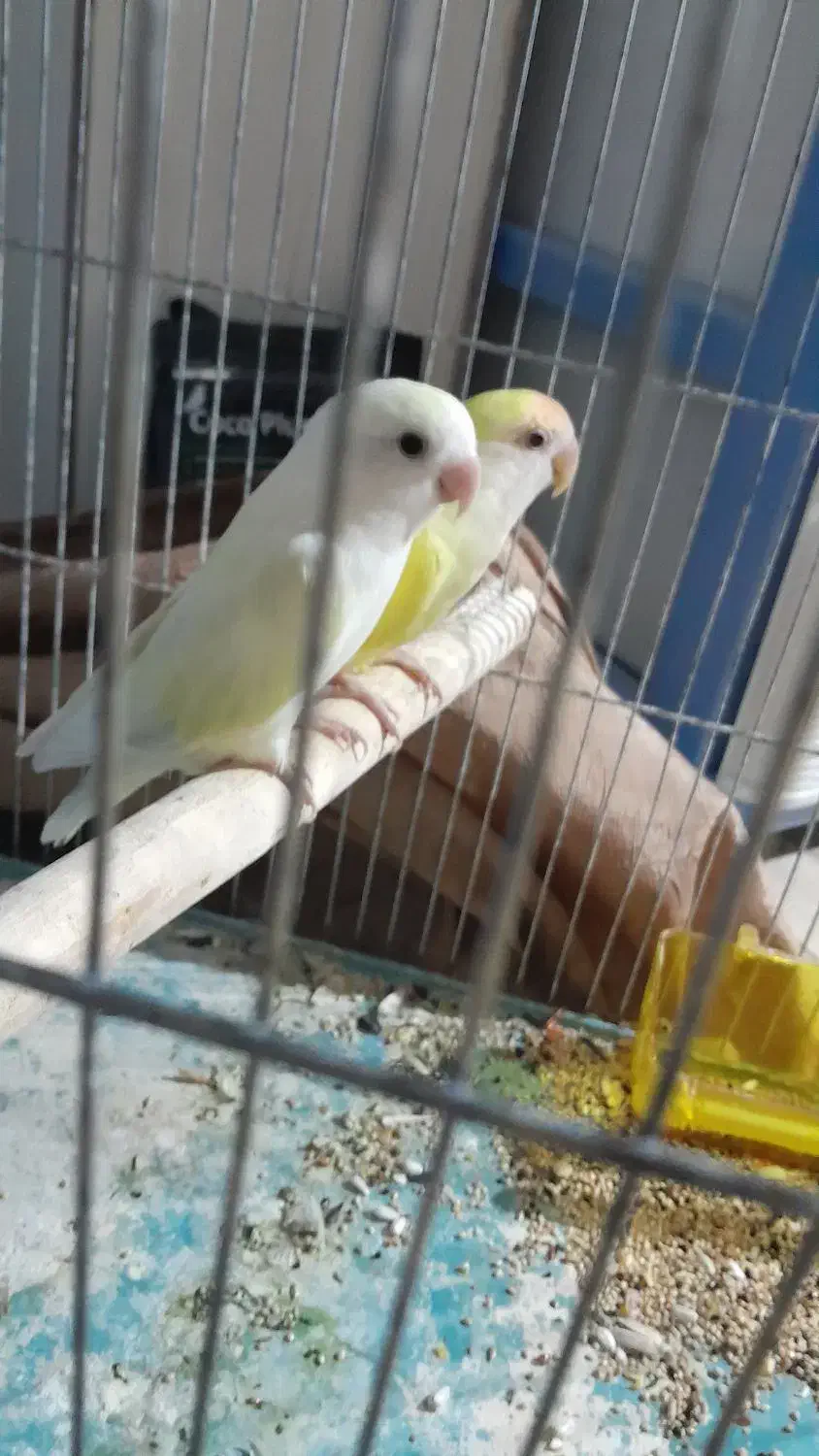 طوطی برزیلی|پرنده|مشکین‌دشت, |دیوار