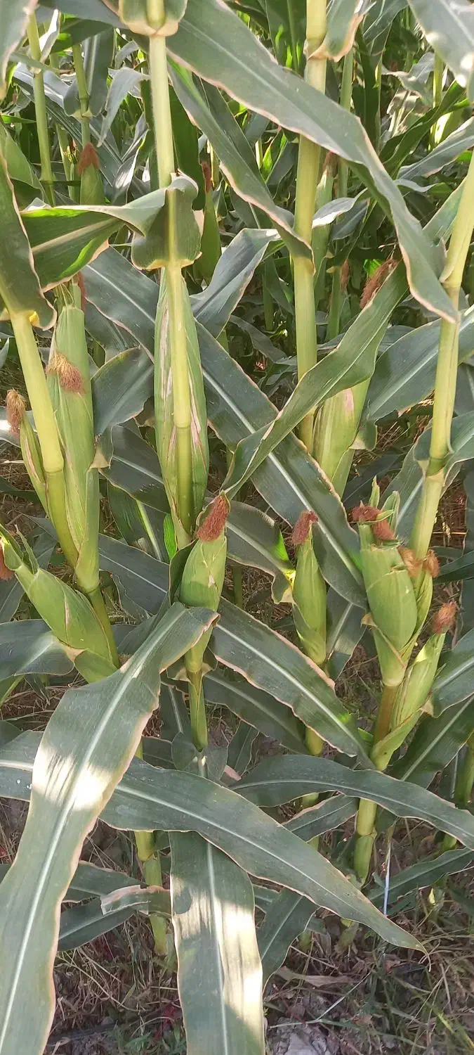 ۶۰تن ذرت علوفه سیلو شده دانه دار بیضا|عمدهفروشی|بانش, |دیوار