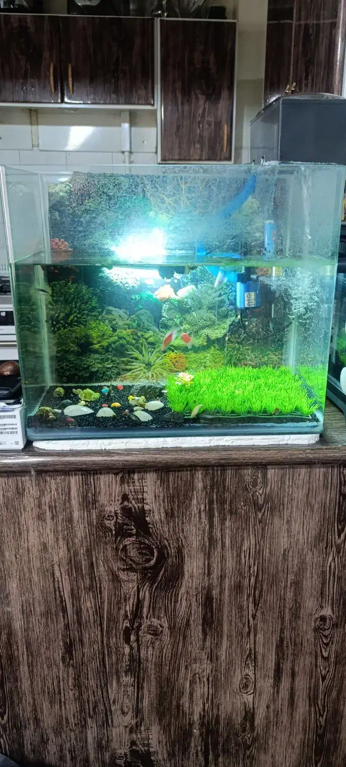 یک عدد آکواریوم شیشه خم کاملا سالم به فرش میرود|ماهی|همدان, |دیوار