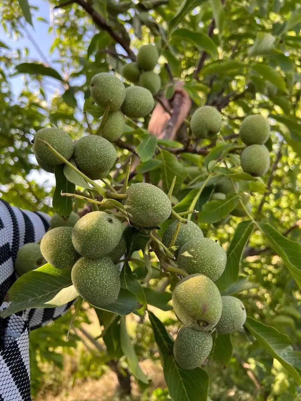 شروع پیش فروش نهال گردو فرنور دوساله|خدمات باغبانی و درختکاری|نوبران, |دیوار