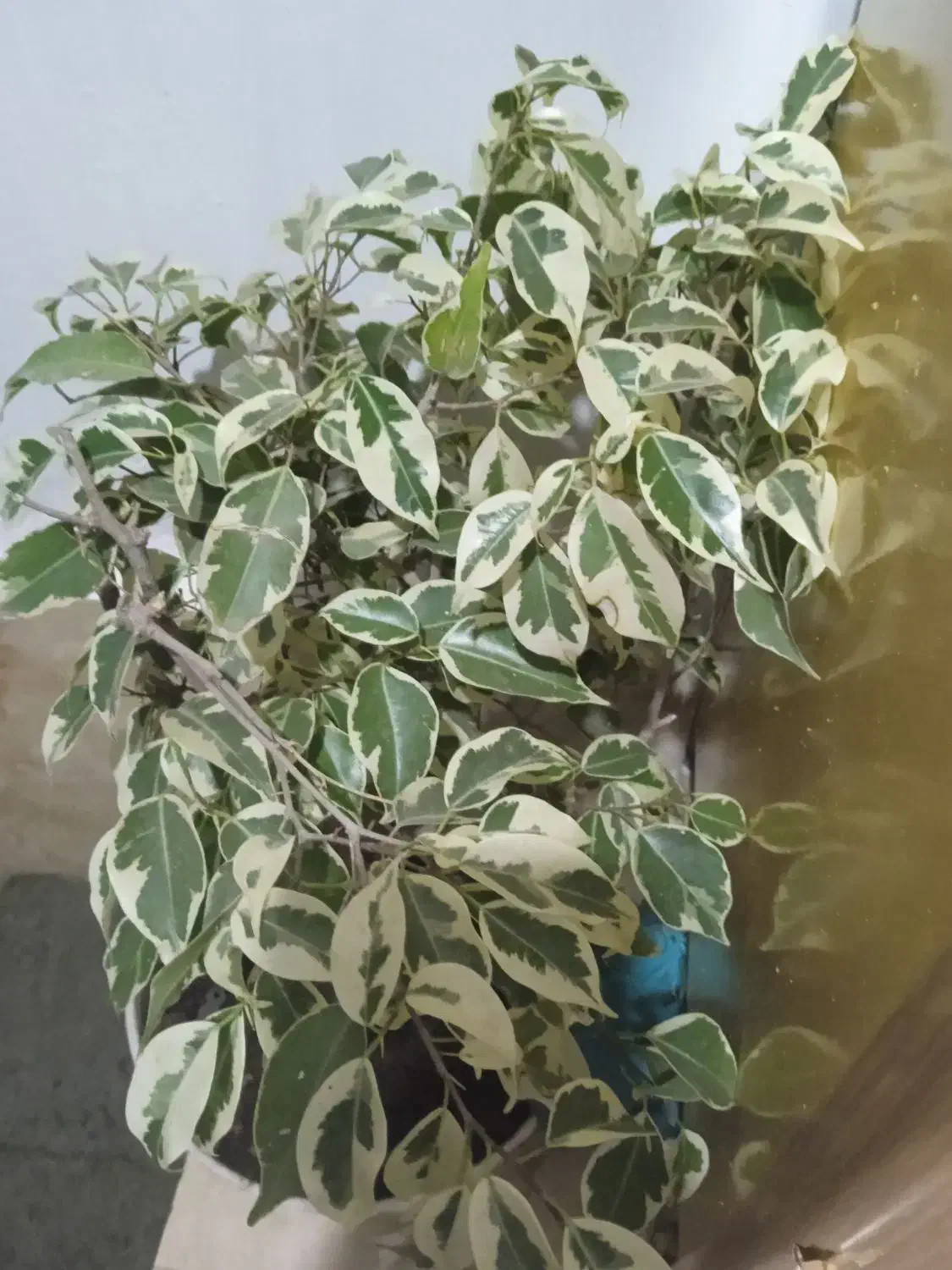 فروش انواع گل|گل و گیاه طبیعی|رشت, حومه رشت|دیوار