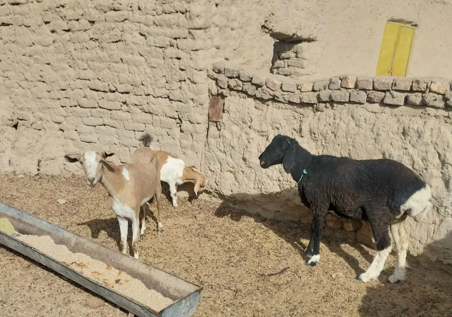 گوسفند|حیوانات مزرعه|زابل, |دیوار