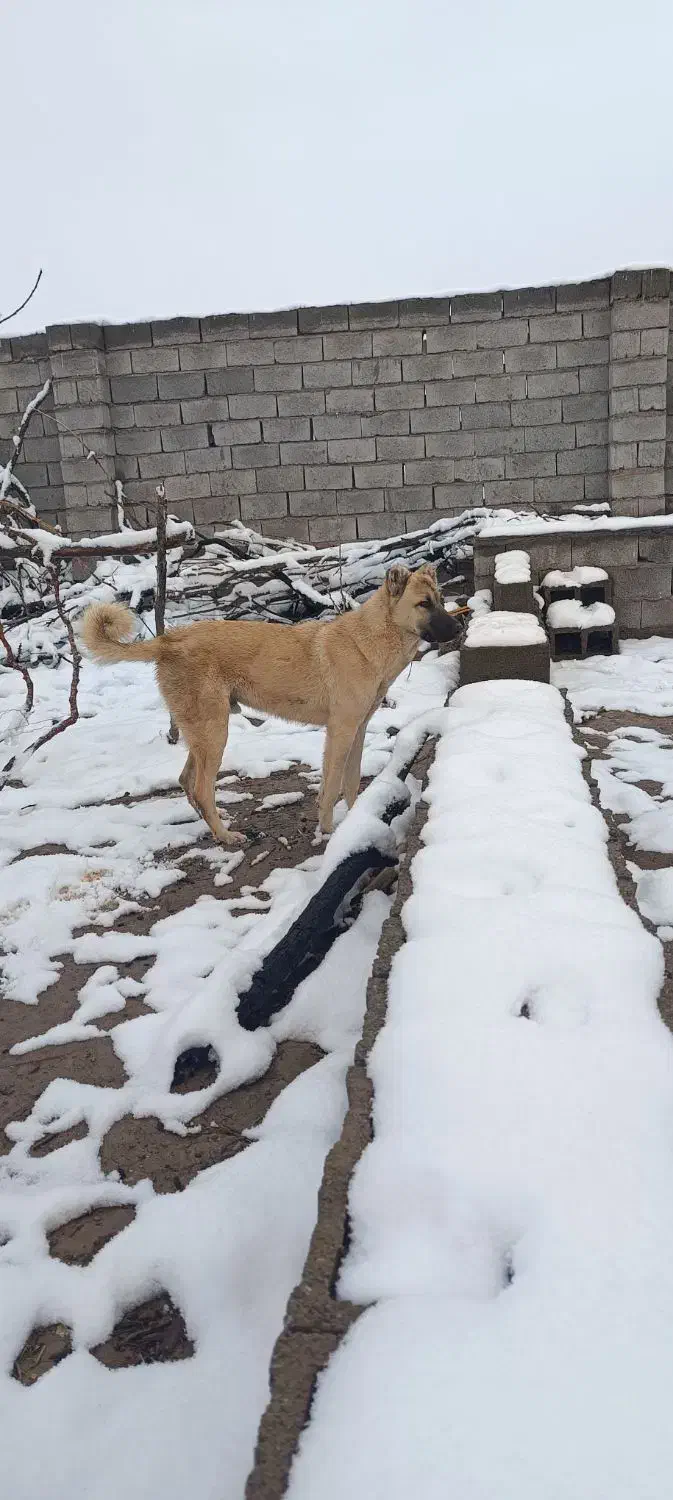 سگ کانگال|سگ|کرمان, |دیوار