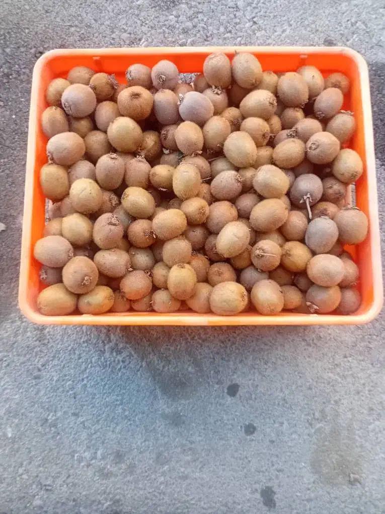 کیوی دوقلو و ریز مخصوص خشک کردن و مربا|خوردنی و آشامیدنی|قائمشهر, |دیوار