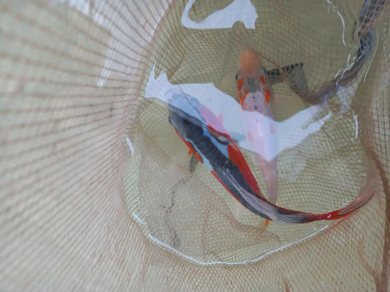 ماهی کوی|ماهی|مشهد, حجت|دیوار