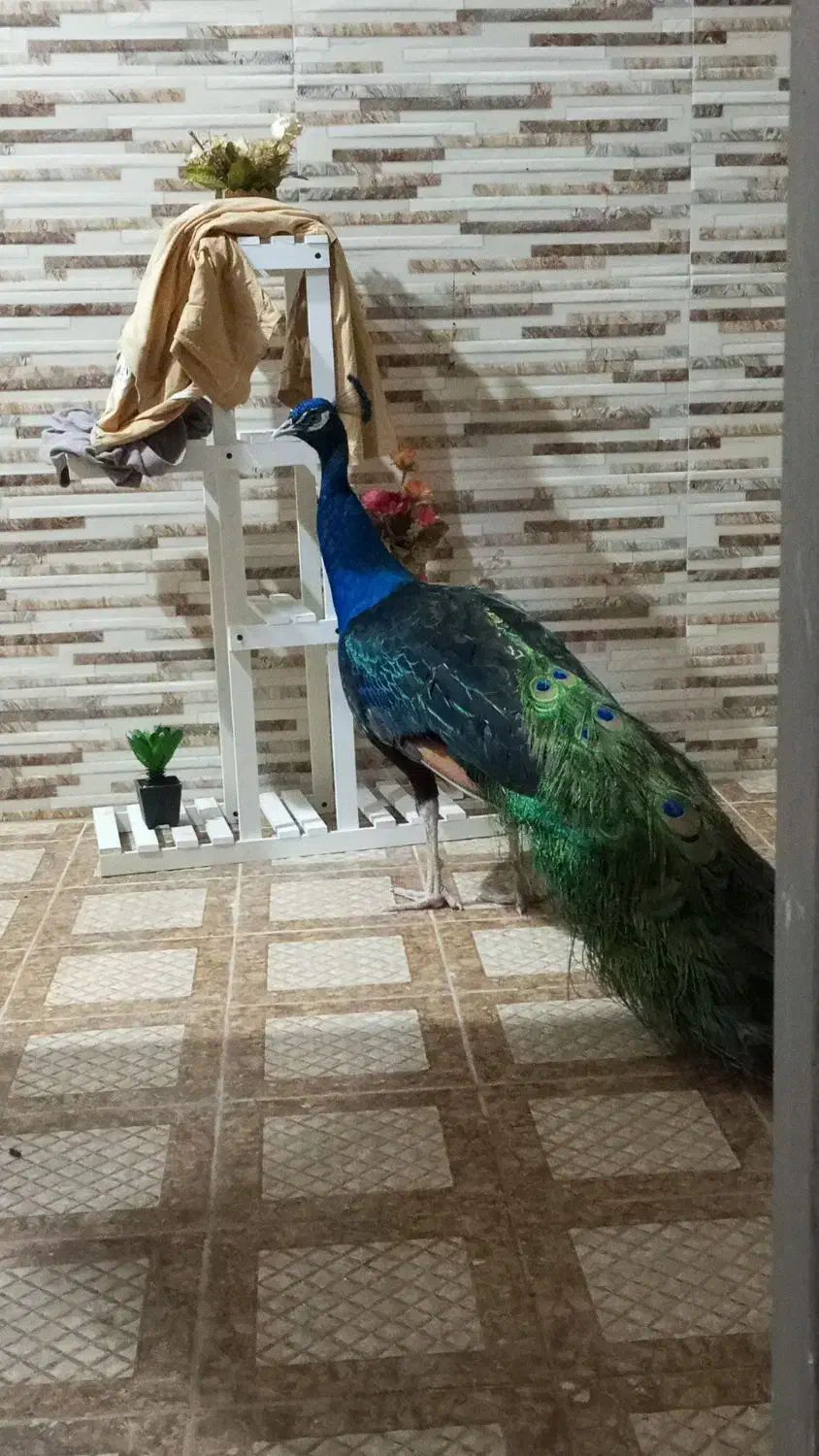 مرغ بهشتی طاوس|پرنده|میناب, |دیوار