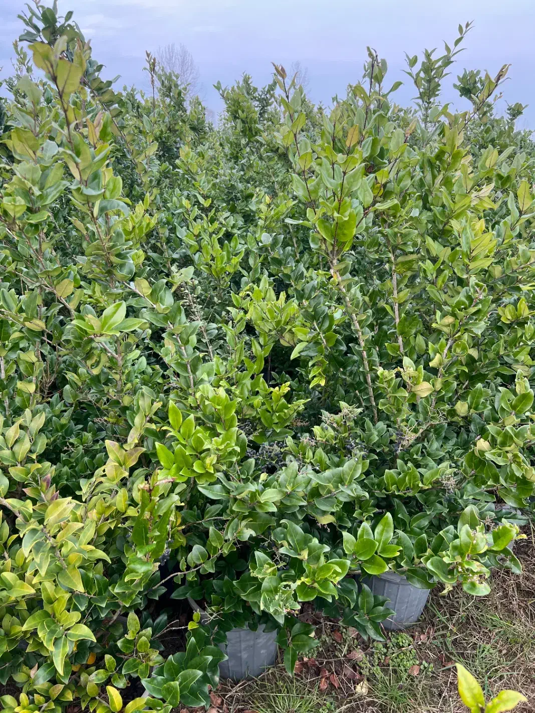 یاس هلندی|خدمات باغبانی و درختکاری|تنکابن, |دیوار