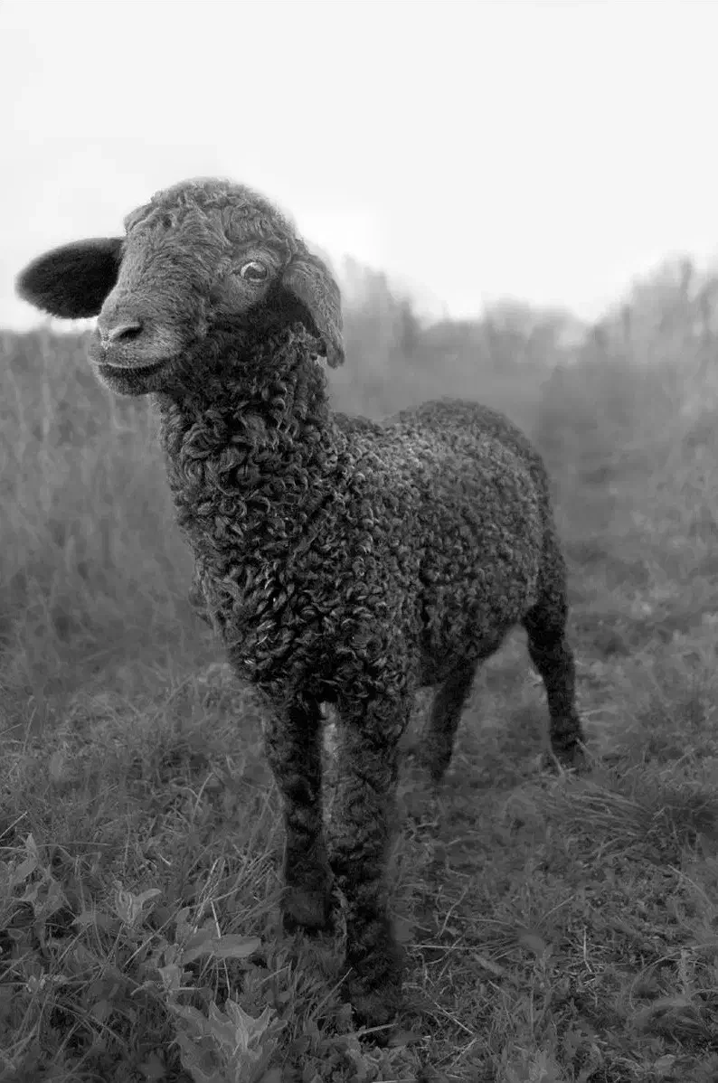 فروش گوسفند زنده نر با باسکول دیجیتال جلو درب منزل|حیوانات مزرعه|تهران, سهروردی|دیوار