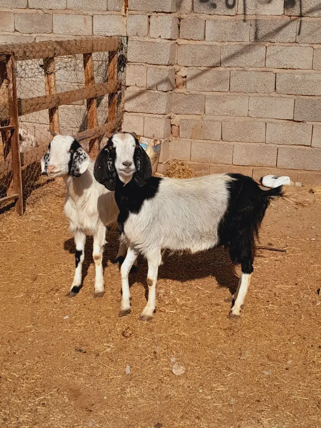 گوسفند بز|حیوانات مزرعه|کرمان, |دیوار