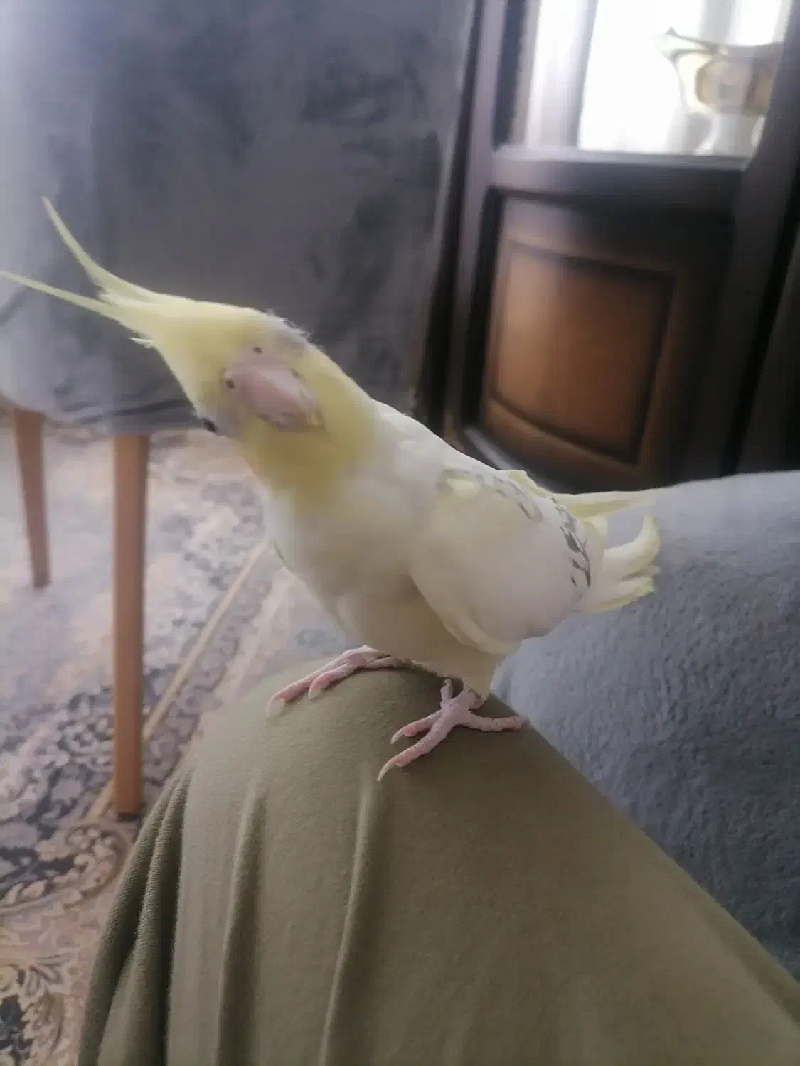 عروس هلندی|پرنده|تاکستان, |دیوار