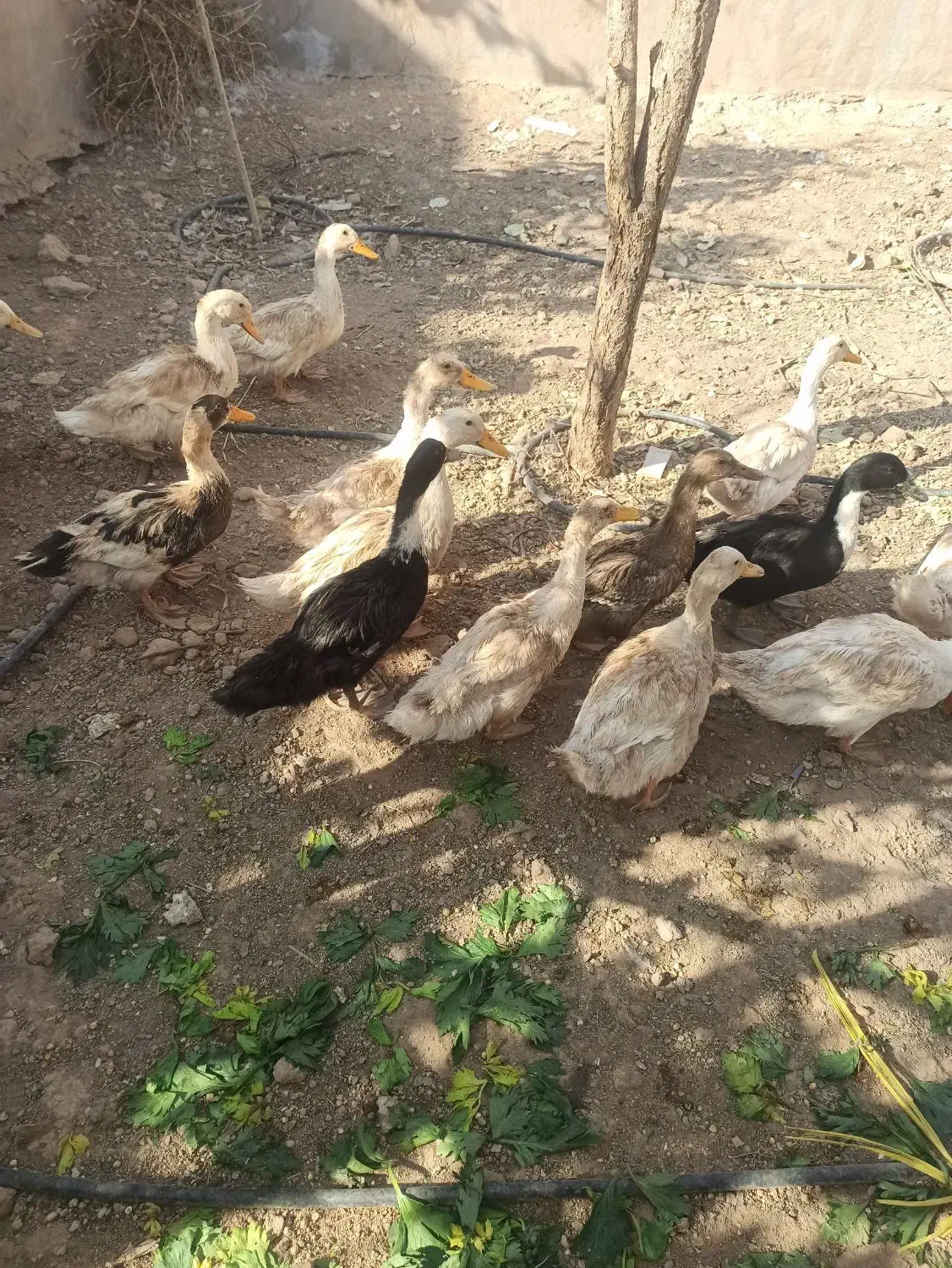 مرغابی|حیوانات مزرعه|اشکذر, |دیوار