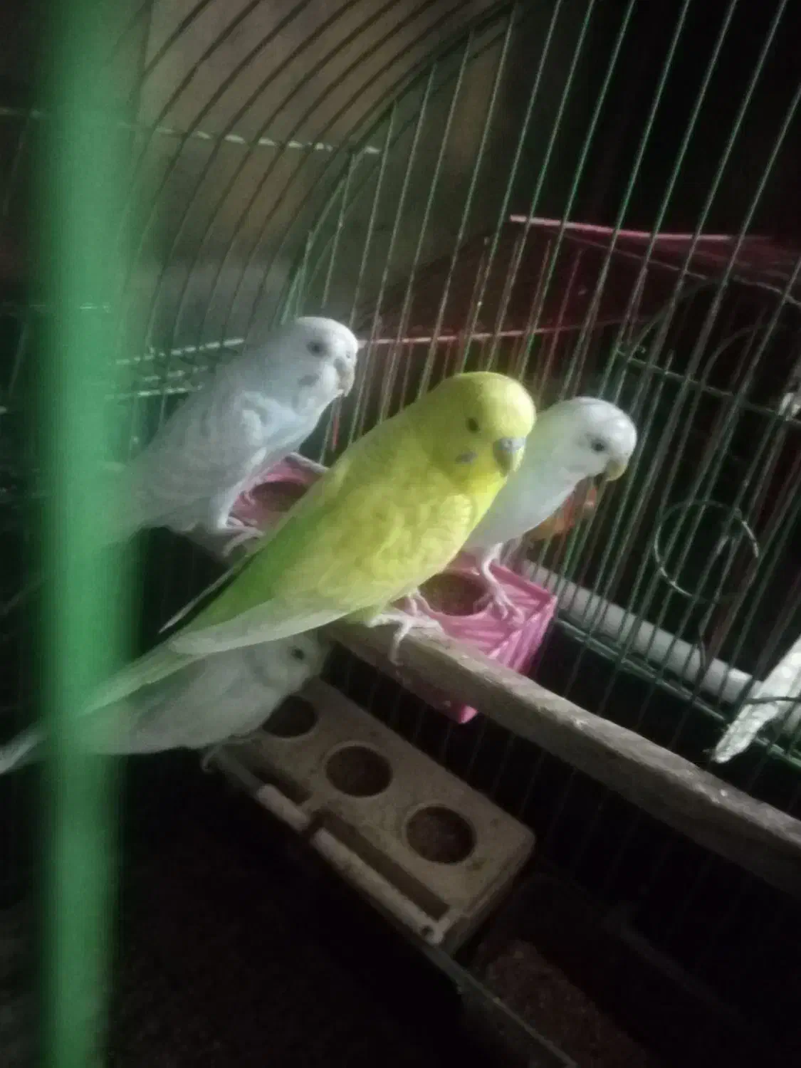 مرغ عشق فروشی|پرنده|ایرانشهر, |دیوار