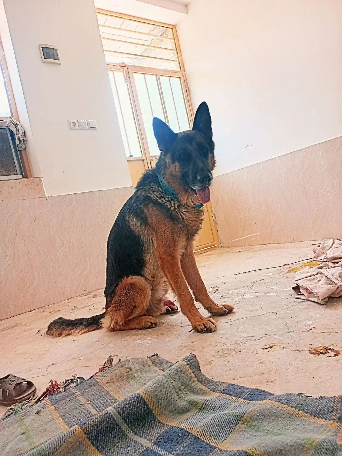 ژرمن نر نوکلاسیک اصل|سگ|بوشکان, |دیوار