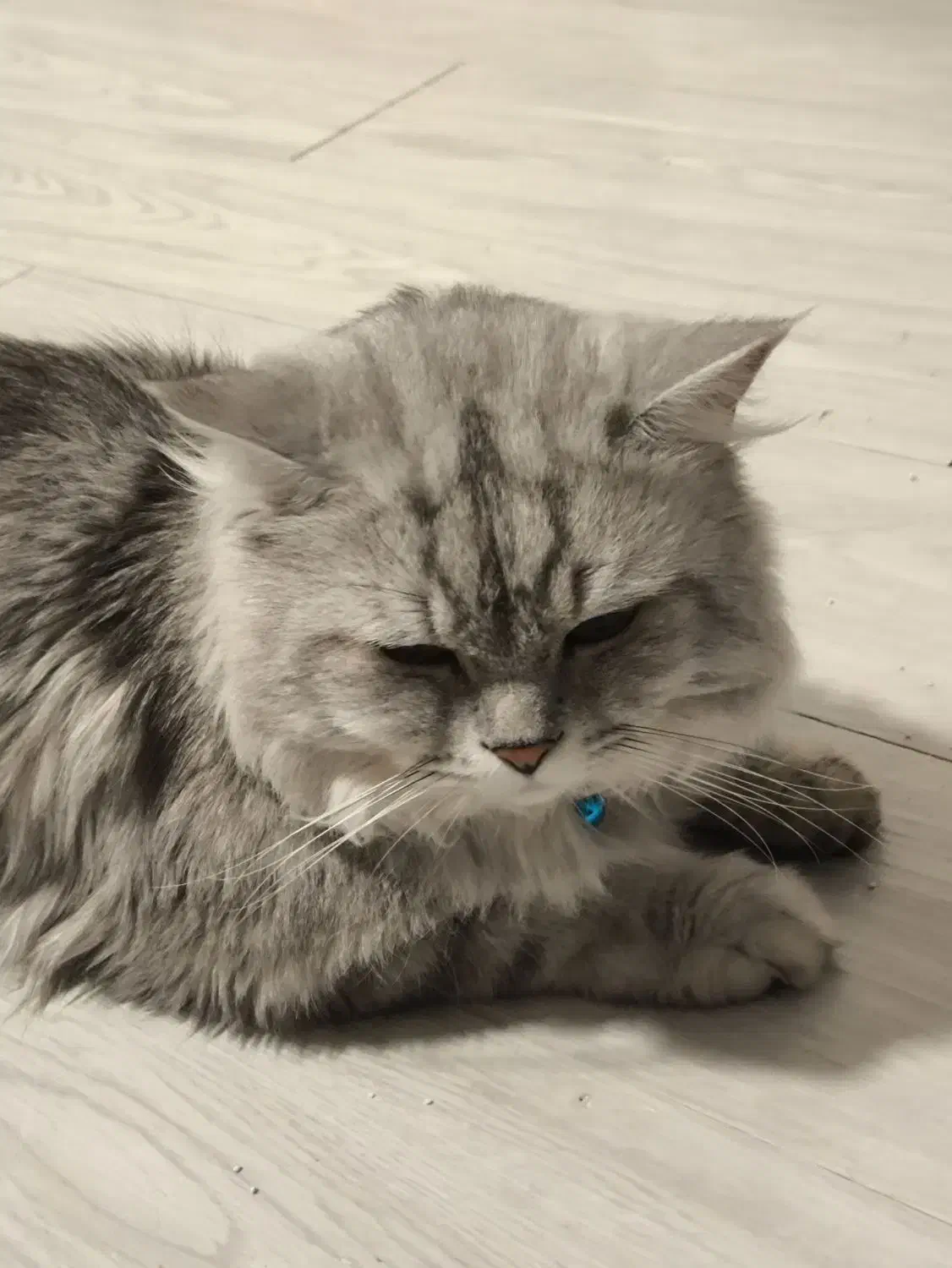 گربه نر برای جفت گیری|گربه|بندرعباس, |دیوار