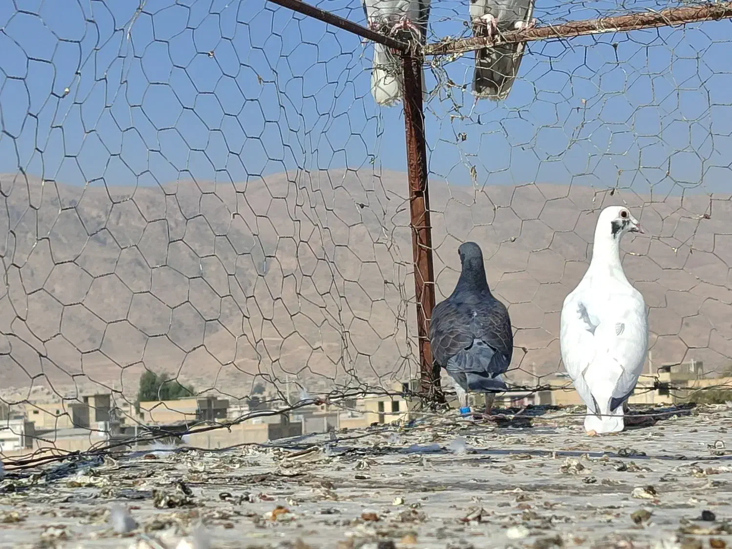 کفتر گم شده|پرنده|شیراز, محمودآباد|دیوار