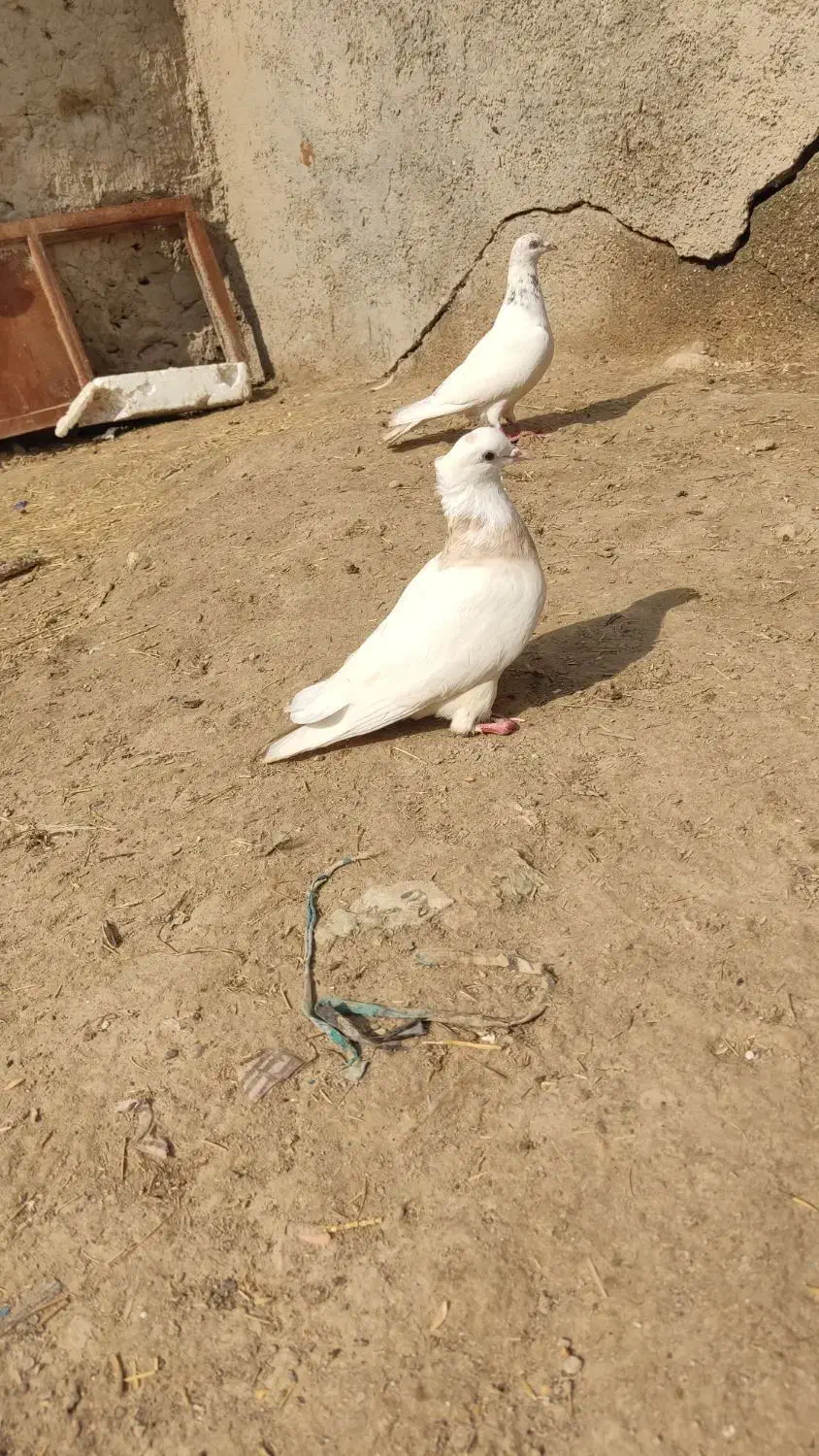 کبوتر طوقی|پرنده|مهر, |دیوار