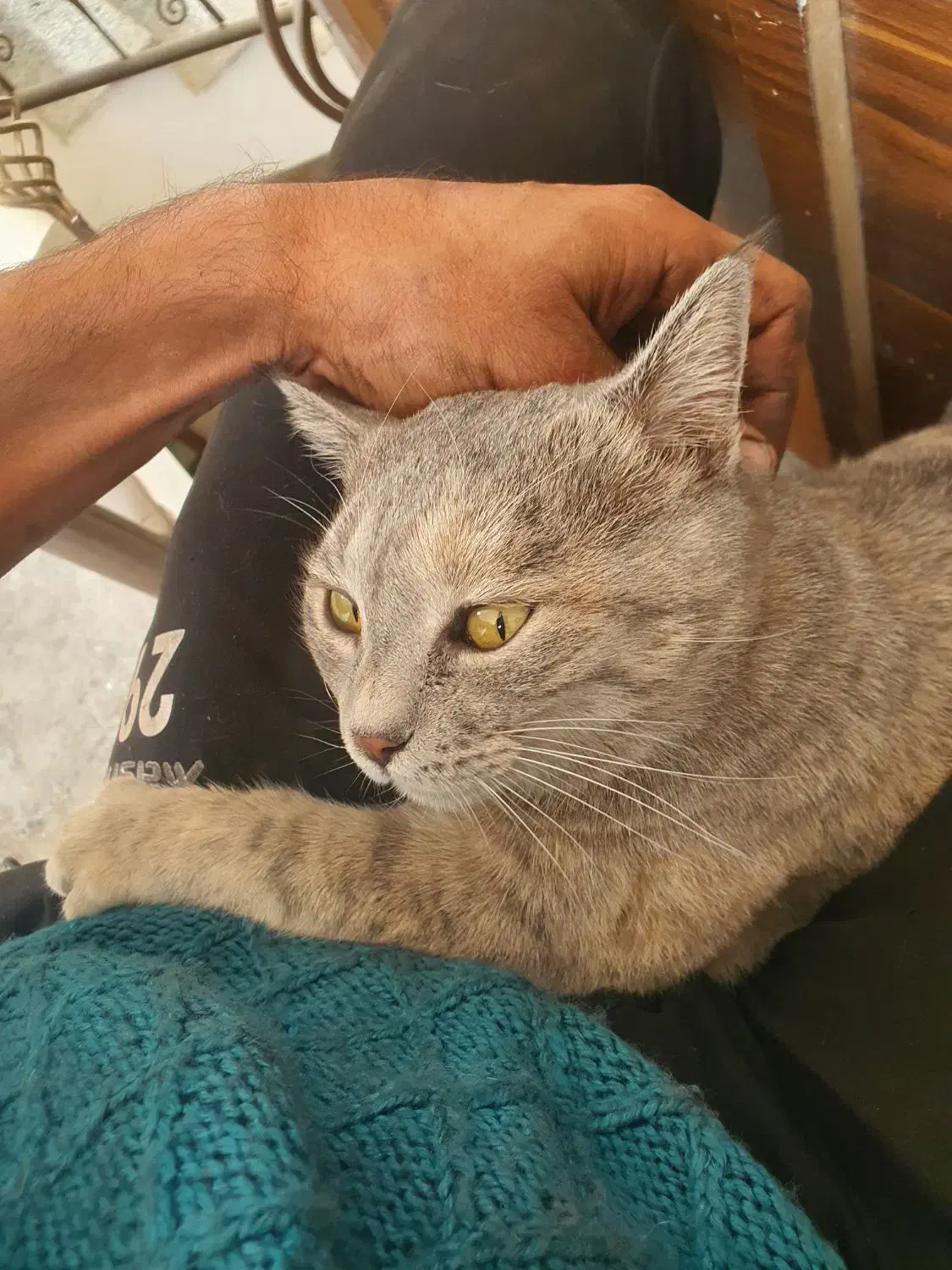 گربه ماده چاقالو و باردار میکس چین چیلا و DSH|گربه|اصفهان, باتون|دیوار