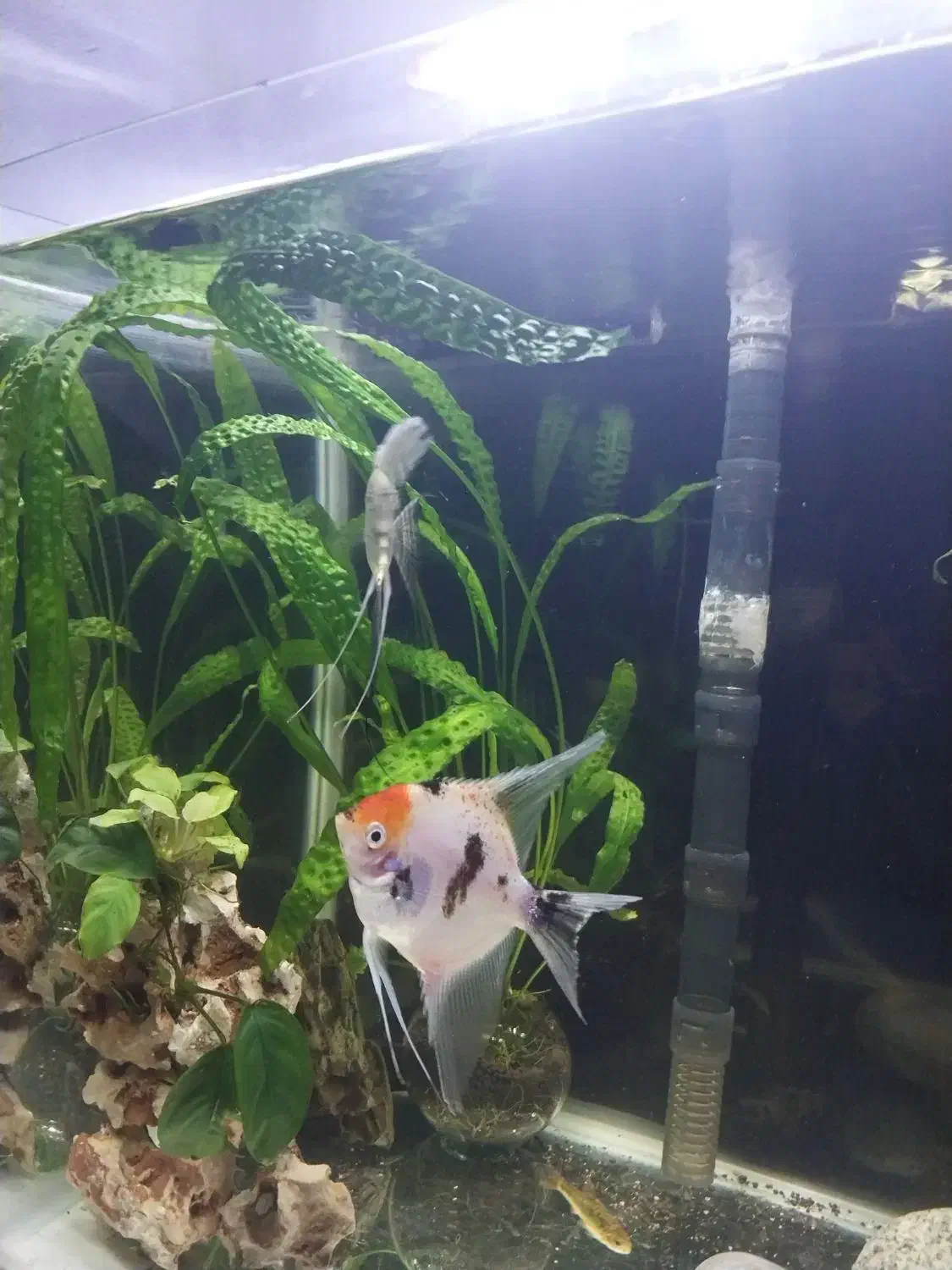 ماهی انجل کوی|ماهی|تنکابن, |دیوار