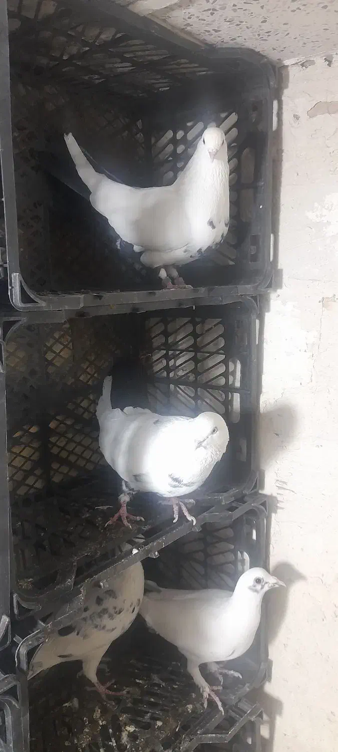 کبوتردمبی|پرنده|سنندج, |دیوار