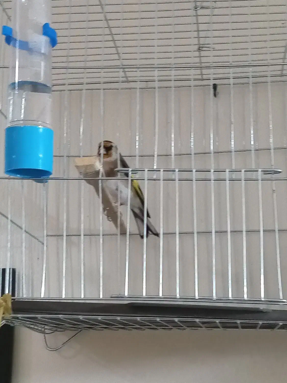 سهره سرخ دوساله جفتی قناری|پرنده|اندیمشک, |دیوار