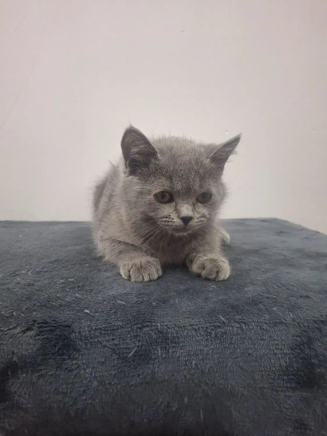 فروش گربه|گربه|میبد, |دیوار