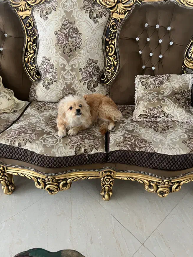 سگ نژاد شیتزو|سگ|یزد, |دیوار