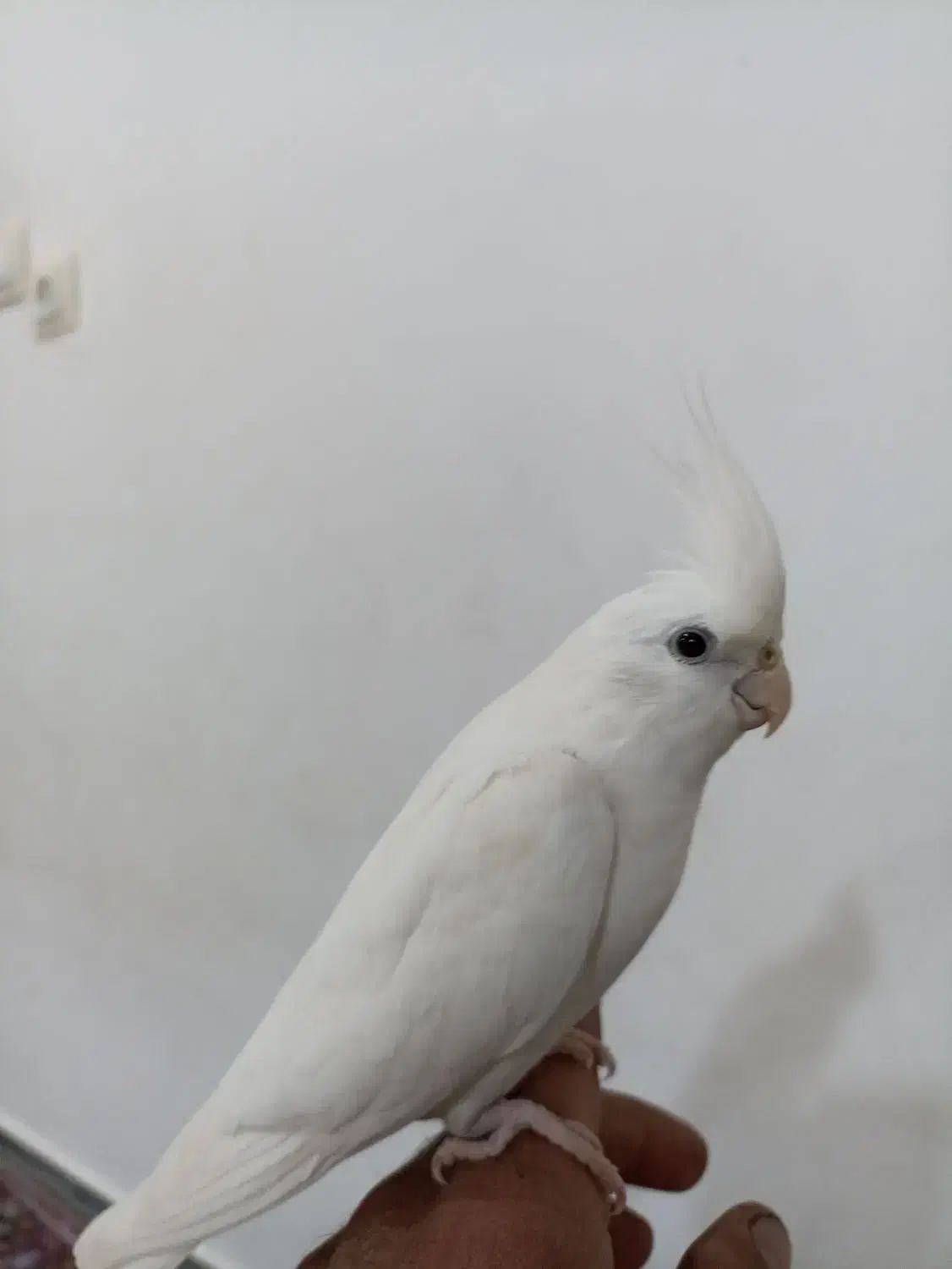 عروس هلندی|پرنده|مریوان, |دیوار