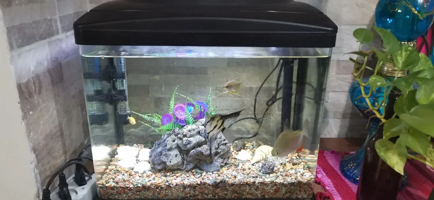 آکواریوم|ماهی|رشت, باهنر|دیوار