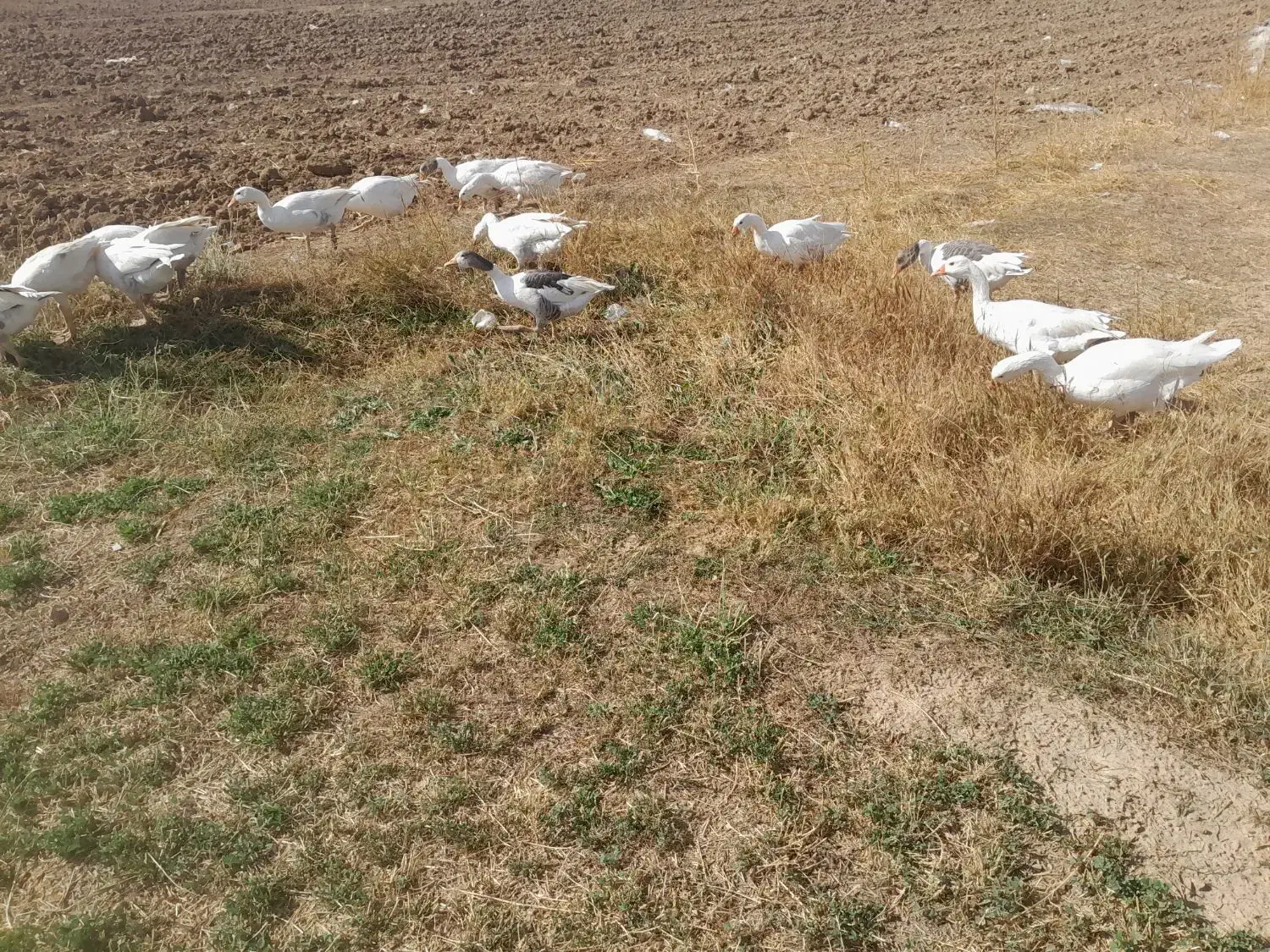 غاز|حیوانات مزرعه|شراء, |دیوار