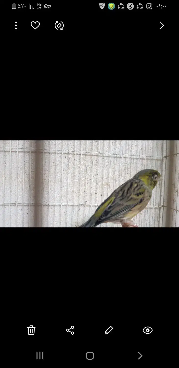 قناری سبز  و قناری ابلغ|پرنده|سمنان, |دیوار