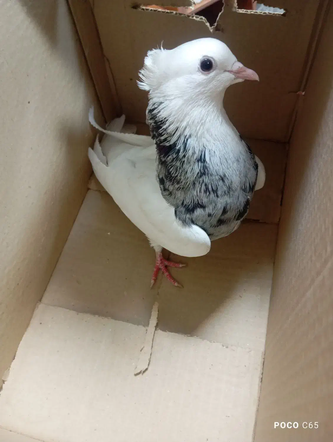 طوقی هفت رنگ نر|پرنده|نورآباد, |دیوار