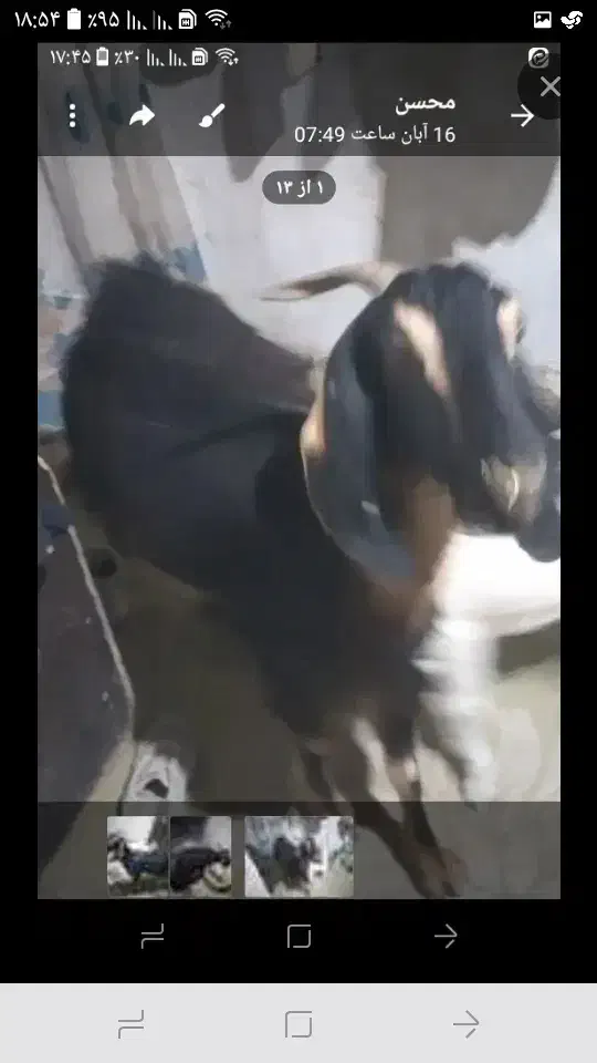 بزشیرا|حیوانات مزرعه|بیرجند, |دیوار