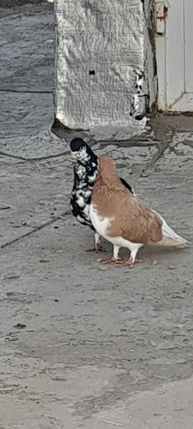 کفتر شهری جفتی|پرنده|شیراز, امام حسین|دیوار