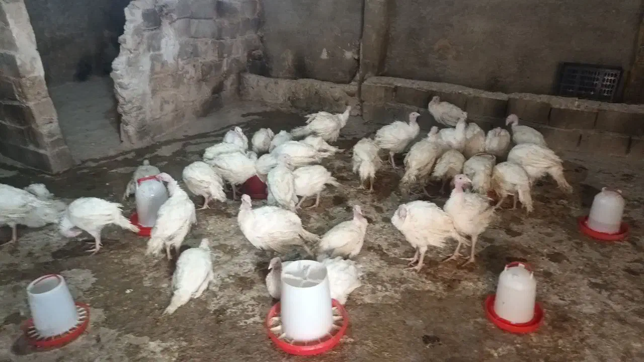 جوجه بوقلمون بیروتی|حیوانات مزرعه|شیروان (خراسان), |دیوار