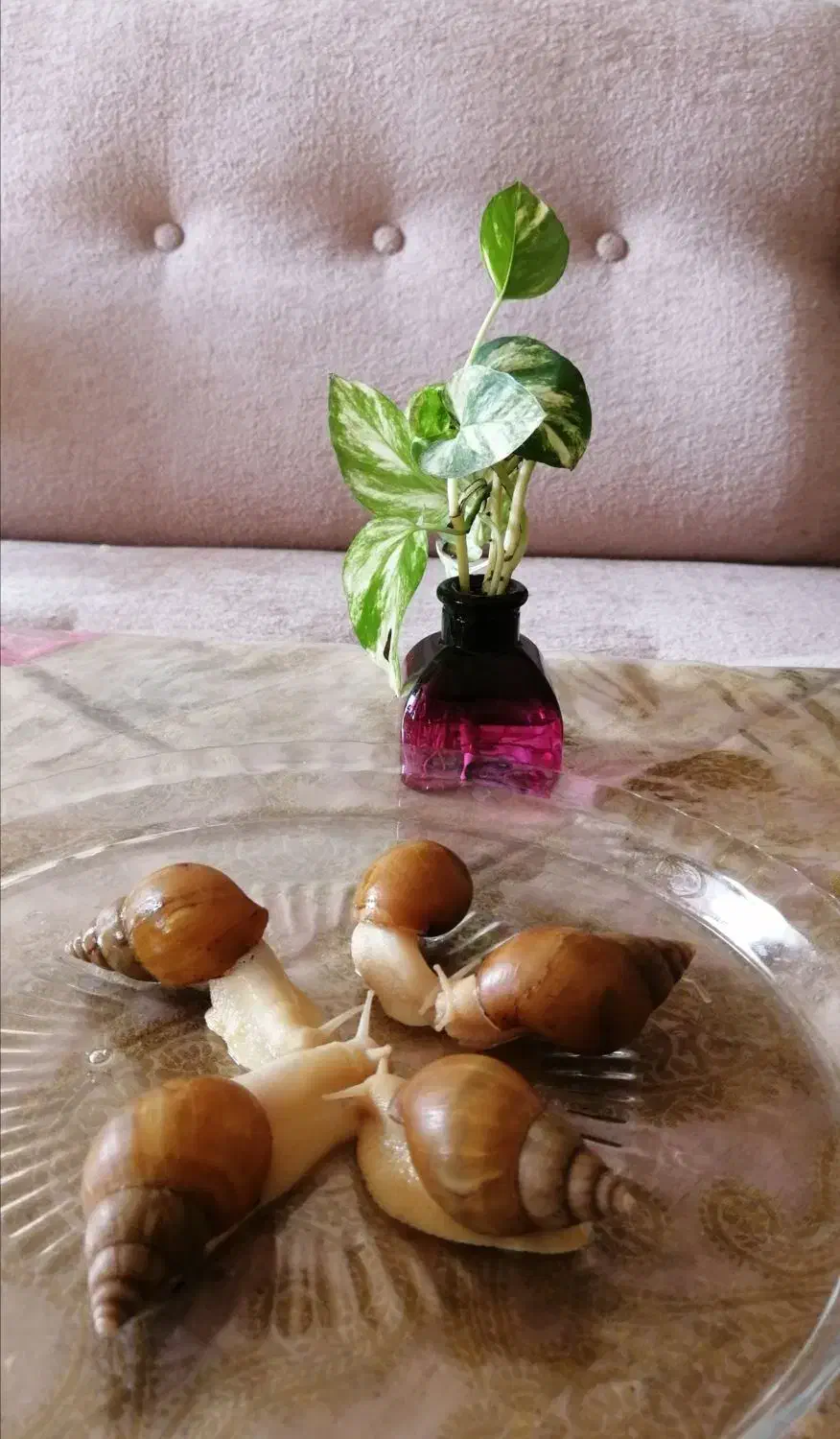 فروش حلزون آلبینو|خزنده|اصفهان, باغ فردوس|دیوار