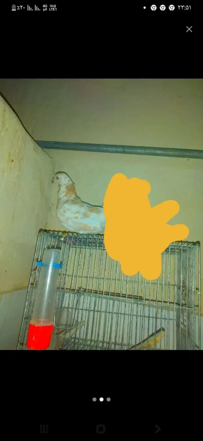 کبوتر سینه ای ماده|پرنده|سراوان, |دیوار