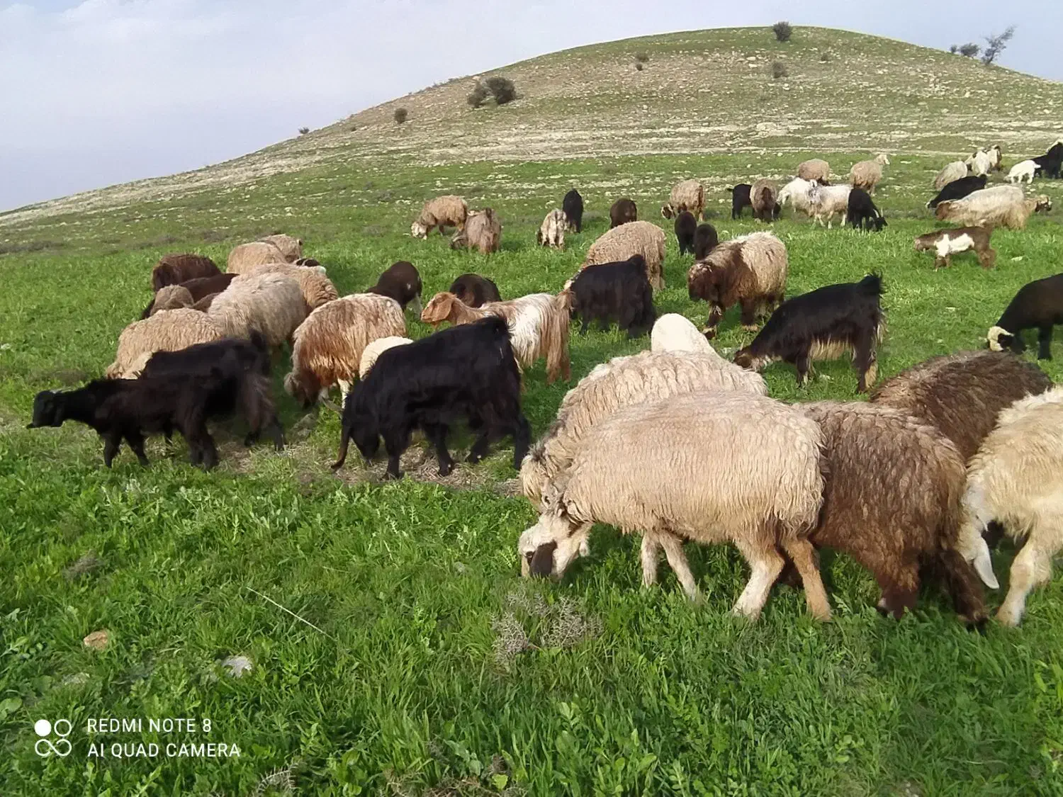 40راس بزغاله بفروش می رسد|حیوانات مزرعه|دهدشت, |دیوار