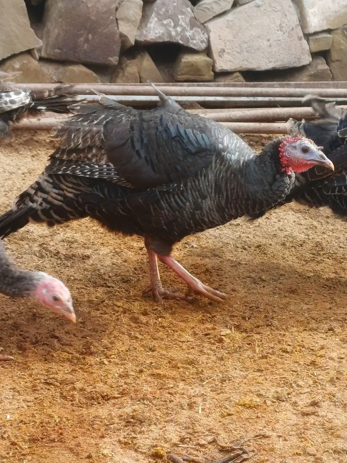 بوقلمون نر و ماده|حیوانات مزرعه|چناران, |دیوار