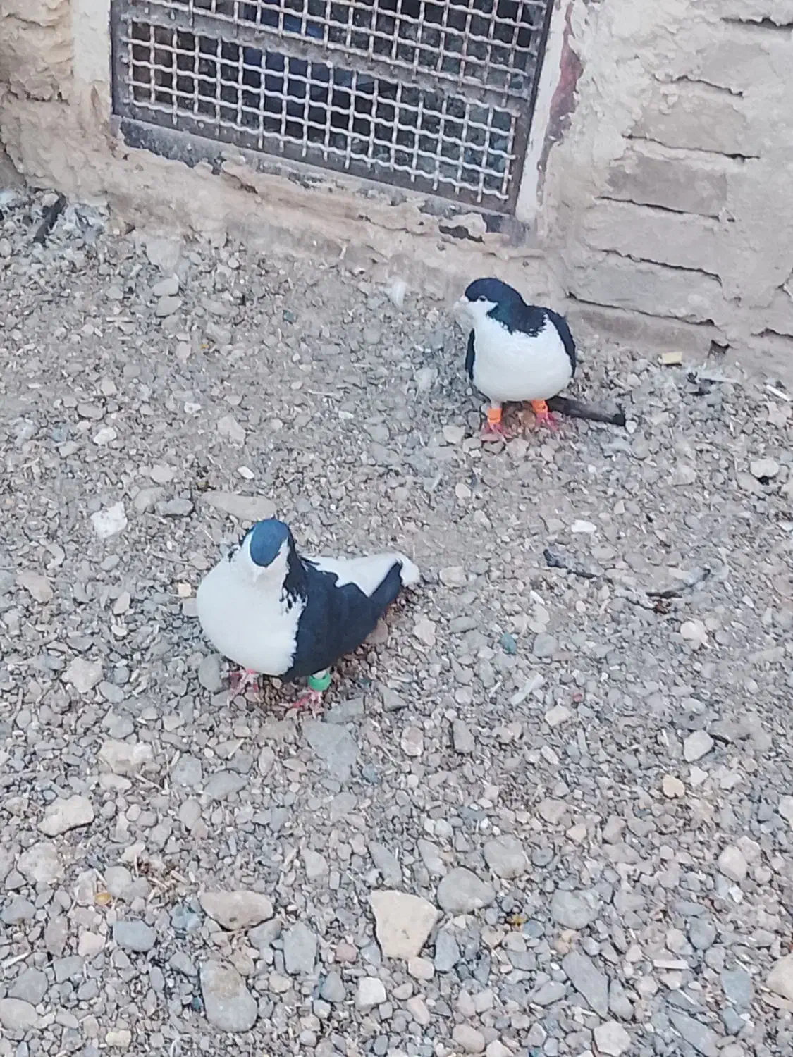 ساده|پرنده|ششطراز, |دیوار