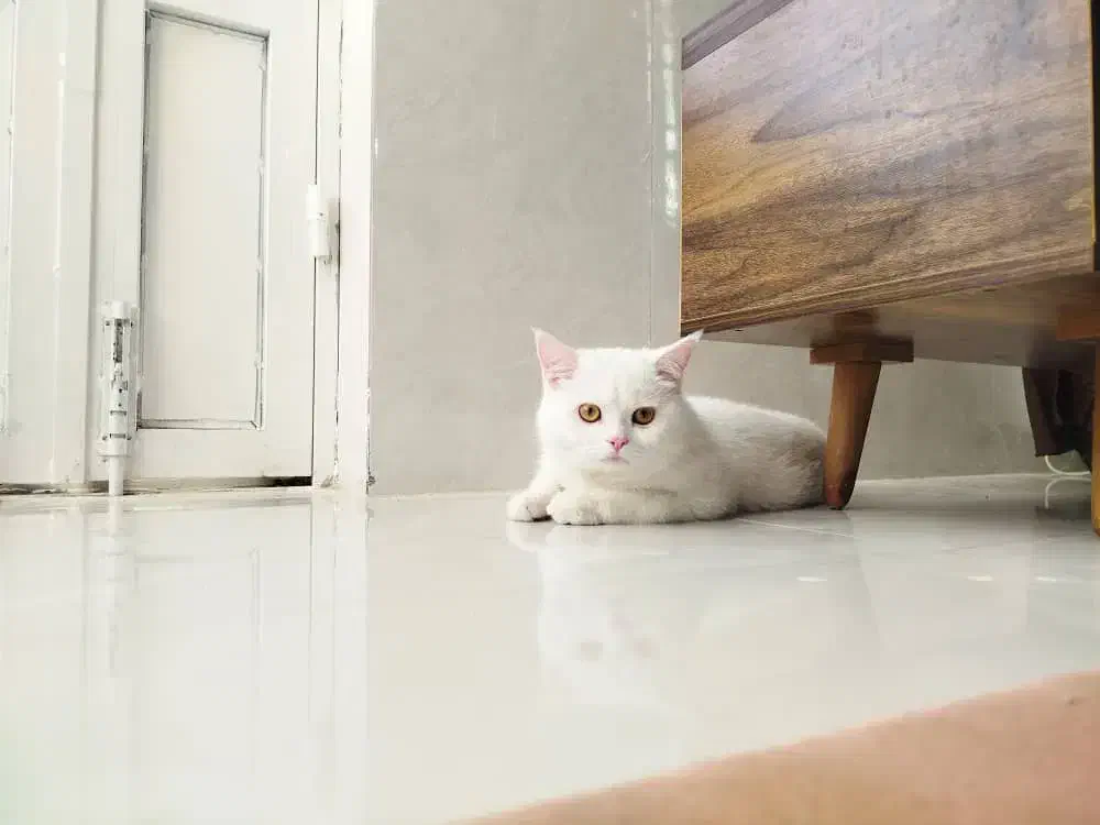 گربه پرشین|گربه|اشکنان, |دیوار